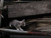 ʹ��������������á��عⲹ�����ķ������㾫����Ƭ