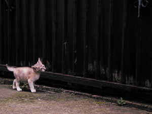 ʹ������������ûƽ�ָ���¾���˲��