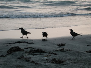 ʹ������������ûƽ�ָ���¾���˲��